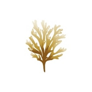 Golden Algae Plant